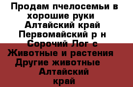  Продам пчелосемьи в хорошие руки - Алтайский край, Первомайский р-н, Сорочий Лог с. Животные и растения » Другие животные   . Алтайский край